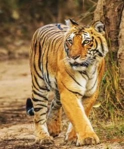 Corbett Nainital tour