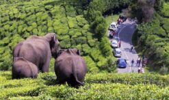 Munnar - Alleppey 6 Days