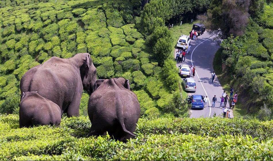 Munnar - Alleppey 6 Days