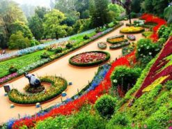Ooty Special Tour  1 Night 2 Days